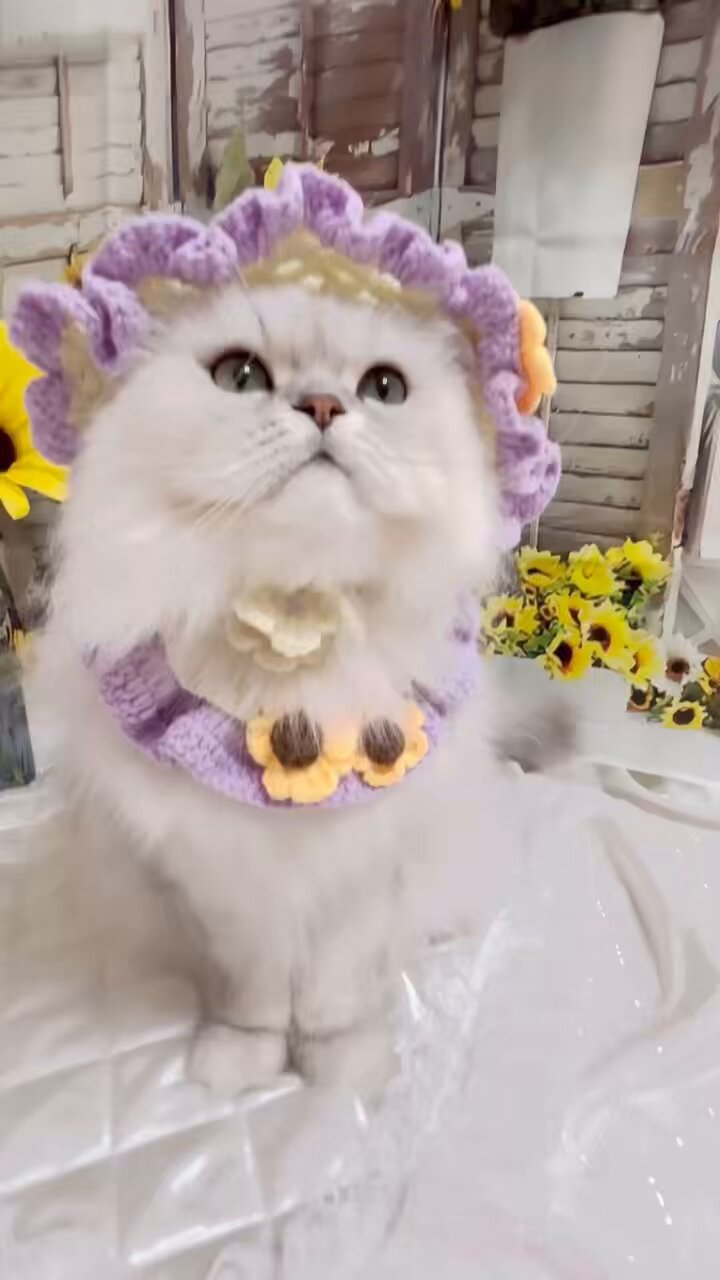 - order page - ペルシャ猫 51sUpZPnE0L._AC_SY200_QL15_.jpg