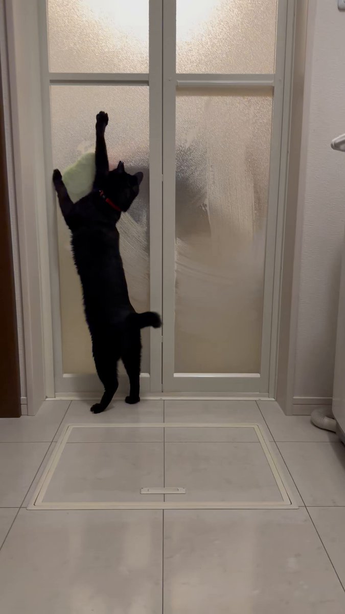 黒猫 涼しいせいかテンション低めなつくねちゃん。#黒猫つくねちゃん