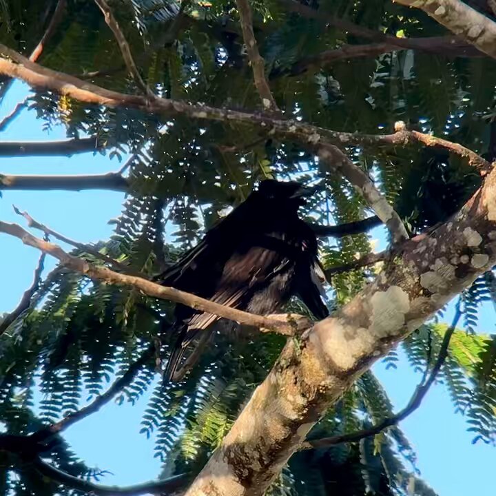 Avian エイビアン メディスン 鳥類臨床のすべて お気にいる】 エイビアン.メディスン 鳥類臨床のすべて 健康