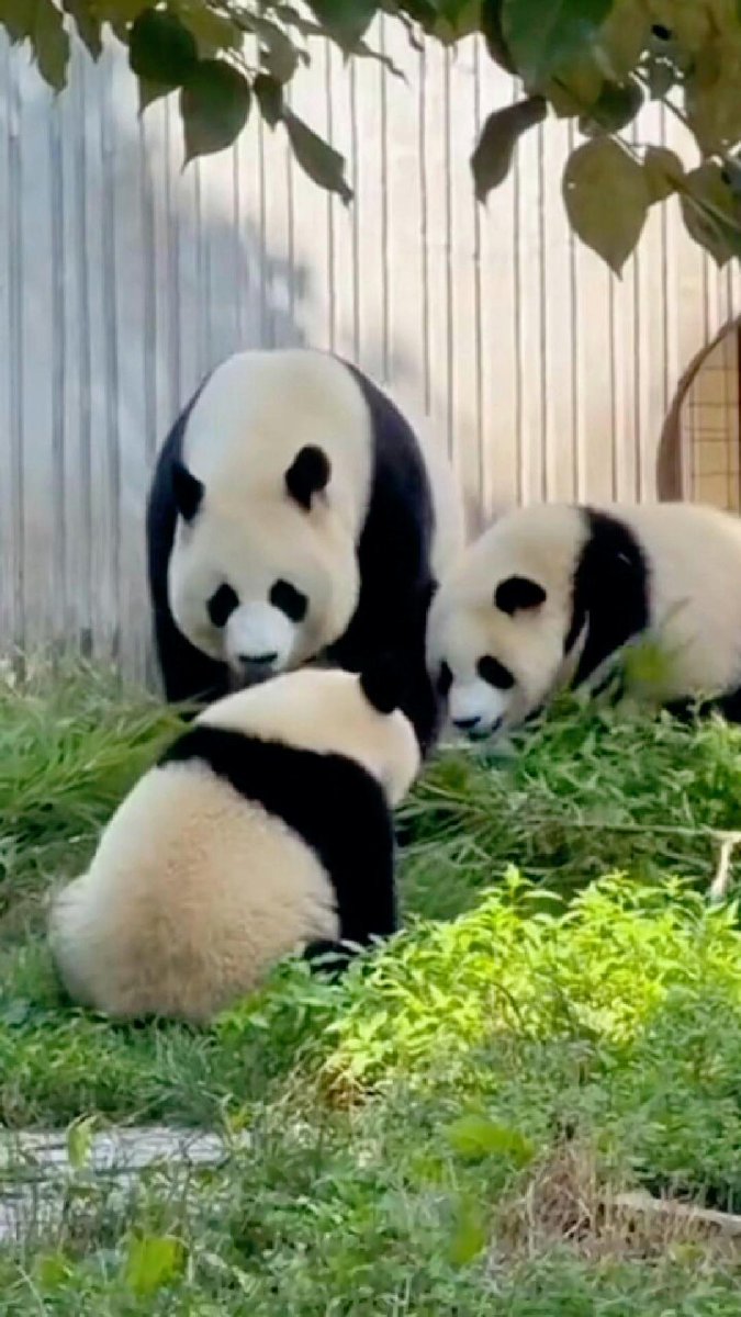 CuZoo CuPanda パンダ 大熊猫 キューズー キュービックルーム Cuzoo Cupanda Panda Large Cubic Room | eBay