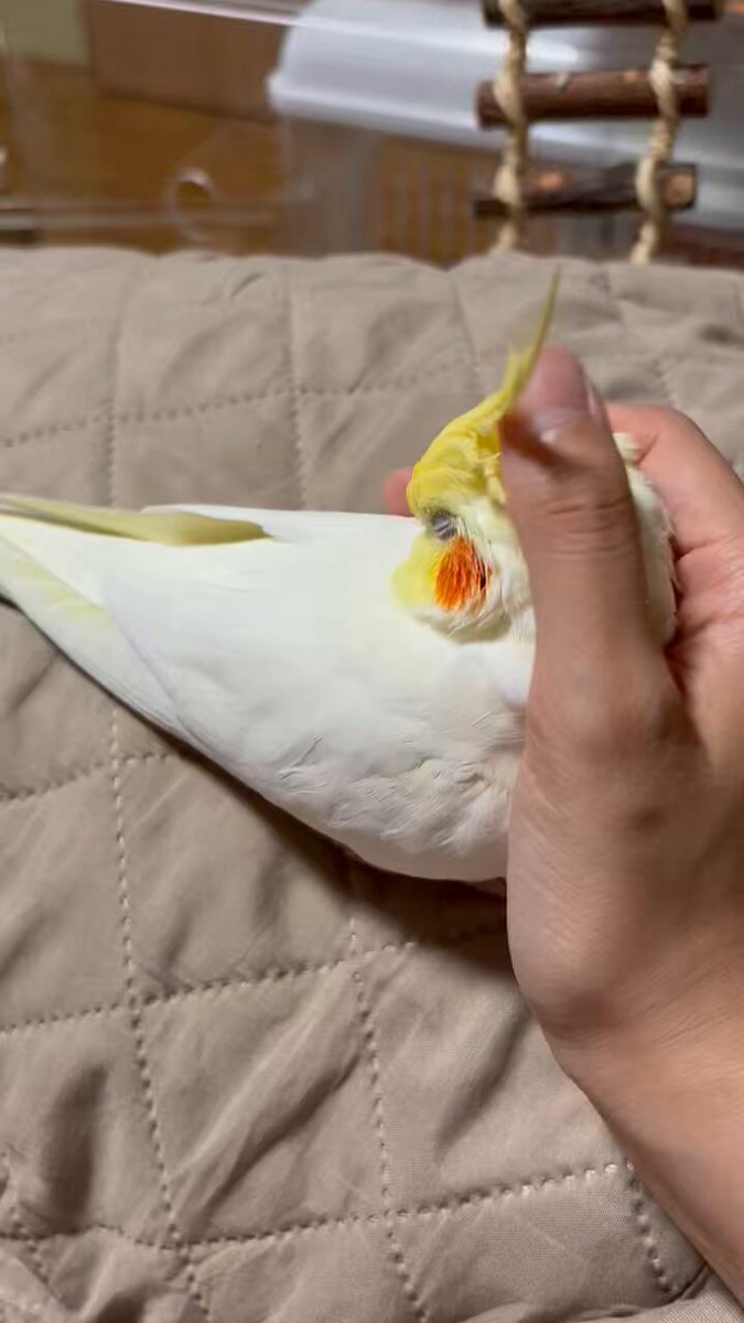 ゲームキャラクター okameinko オカメインコRPGキャラクター紹介☆