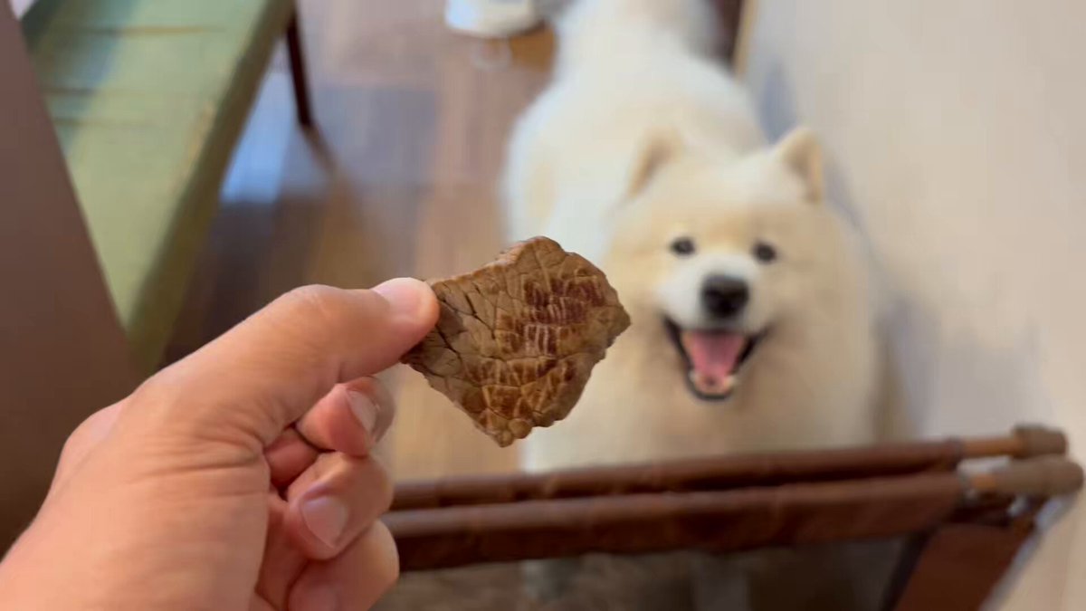 Samoyed サモエド　ウールコート WTyxo2ex_200x200.jpg