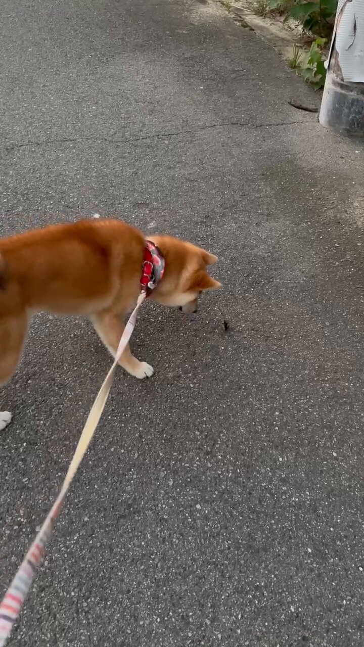 柴犬こめ0歳 (@shibainukome) / X