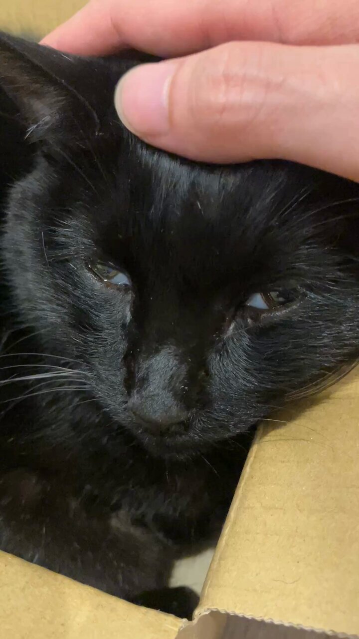 くろねこ くろねこ