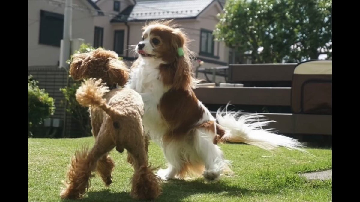 犬の生活 - البحث / X