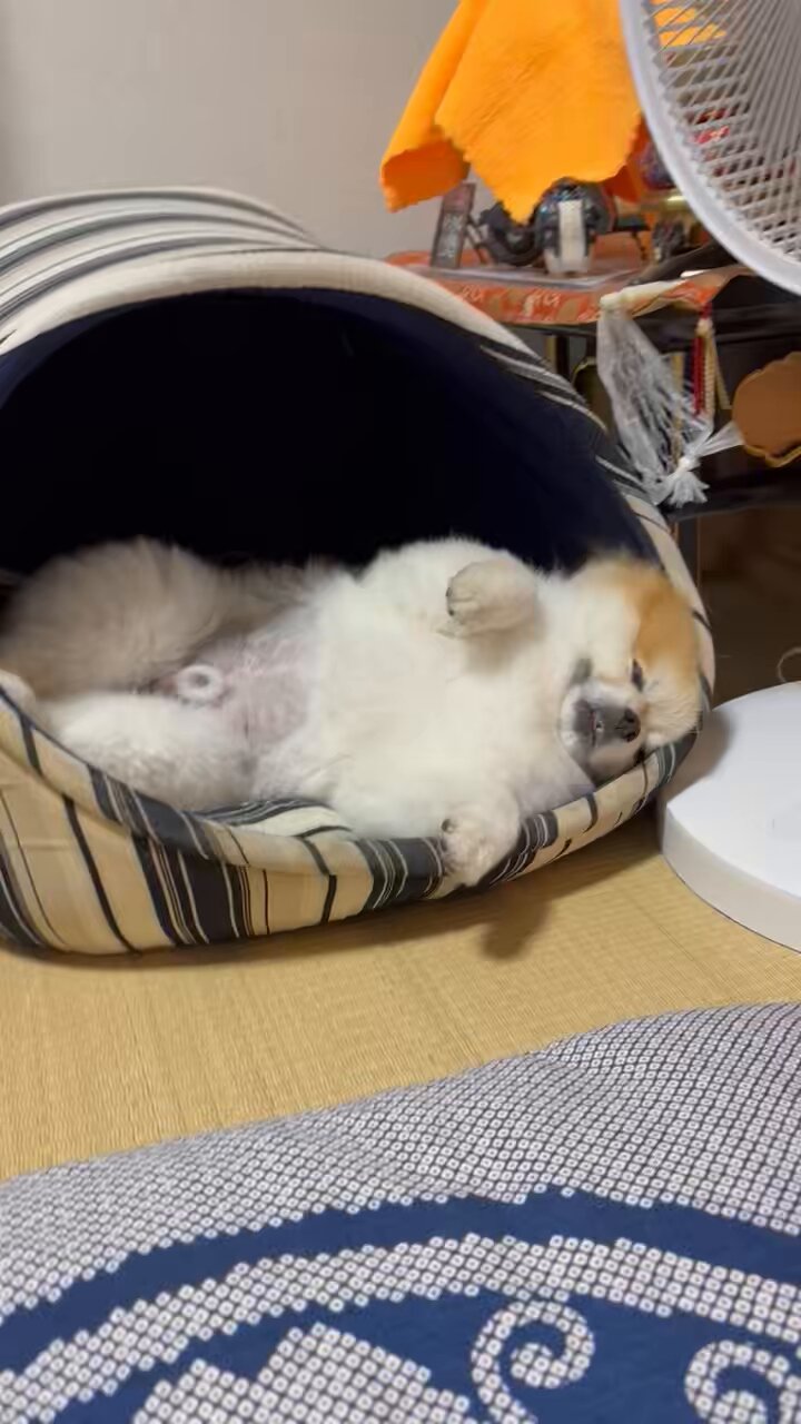 リキちゃん リキちゃん® (@rikistagram) • Instagram photos and videos