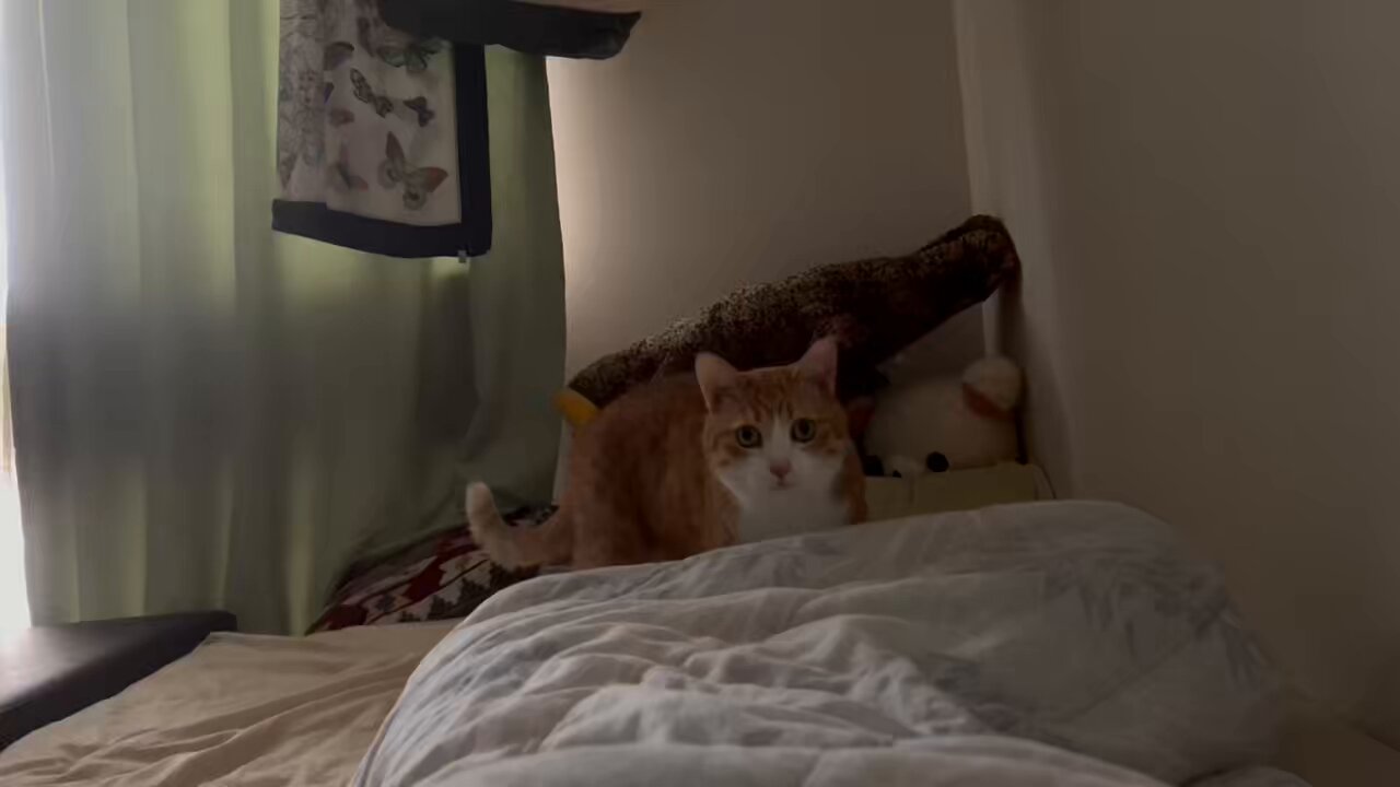 ありがとうねこちゃん (@oo_mn_dn) / X