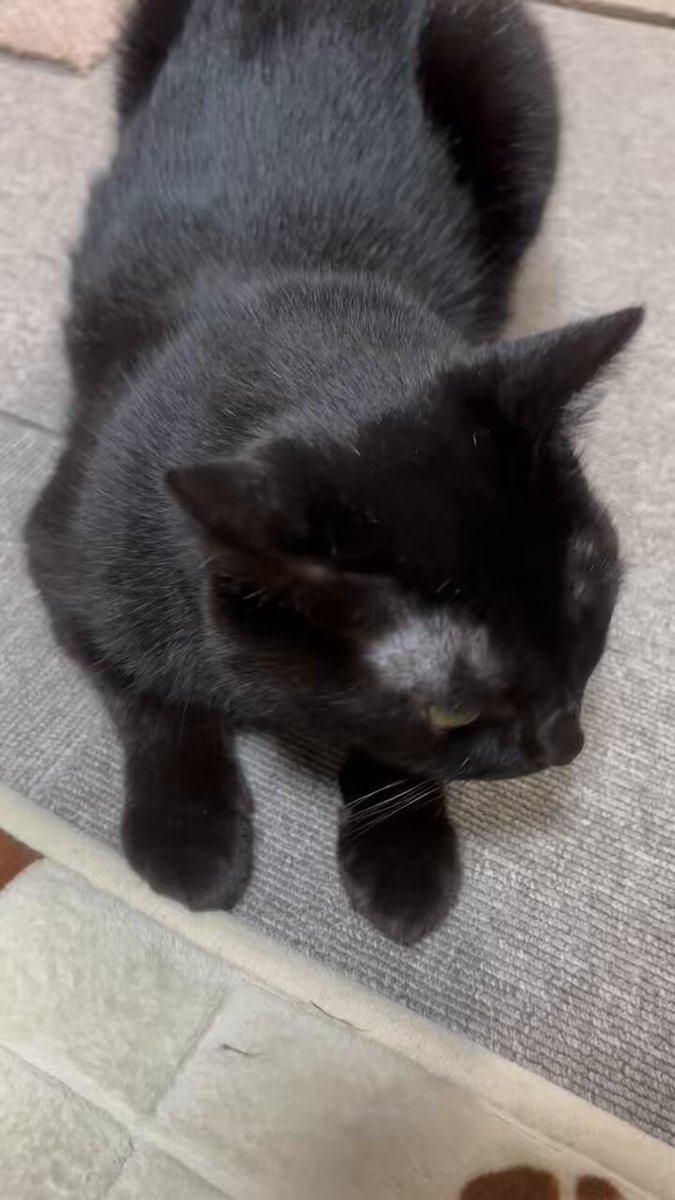 黒猫アルル on X: 