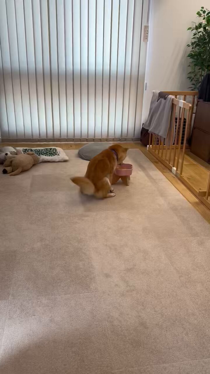 たびするエダマメくん 今日はお友達を紹介するよ♪ ⁡ 木にとまってのんびりすることが