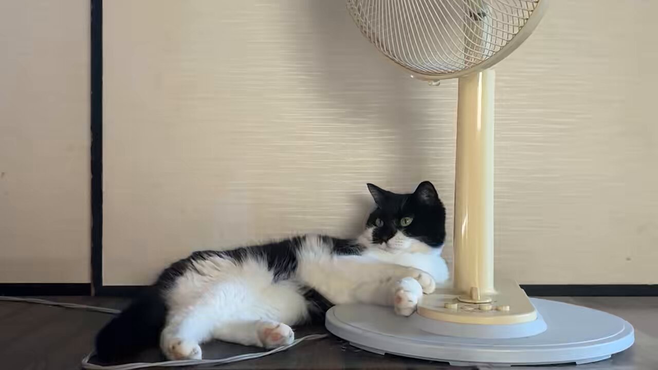 テレフォン猫⭐︎ ちゃこ🦦🦦🦦ꕀ on X: 