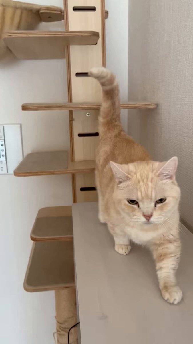 さくらとかえで on X: 