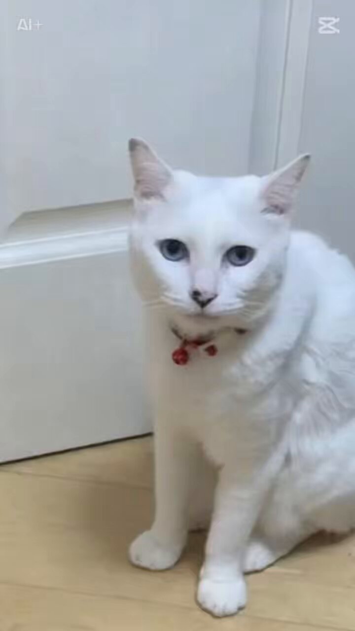 ねこ ポーチ レディース コインケース ねこ ネコ 猫 犬 フェイス