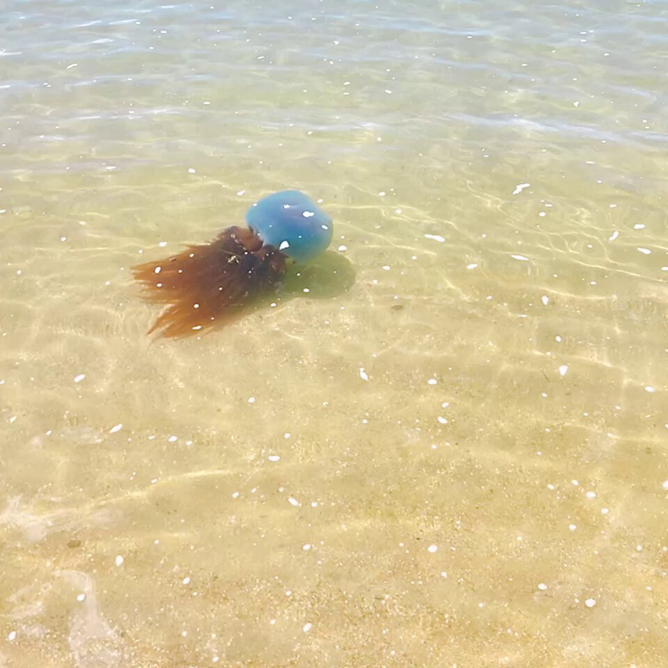 くらげうみ。さま くらげ様♡
