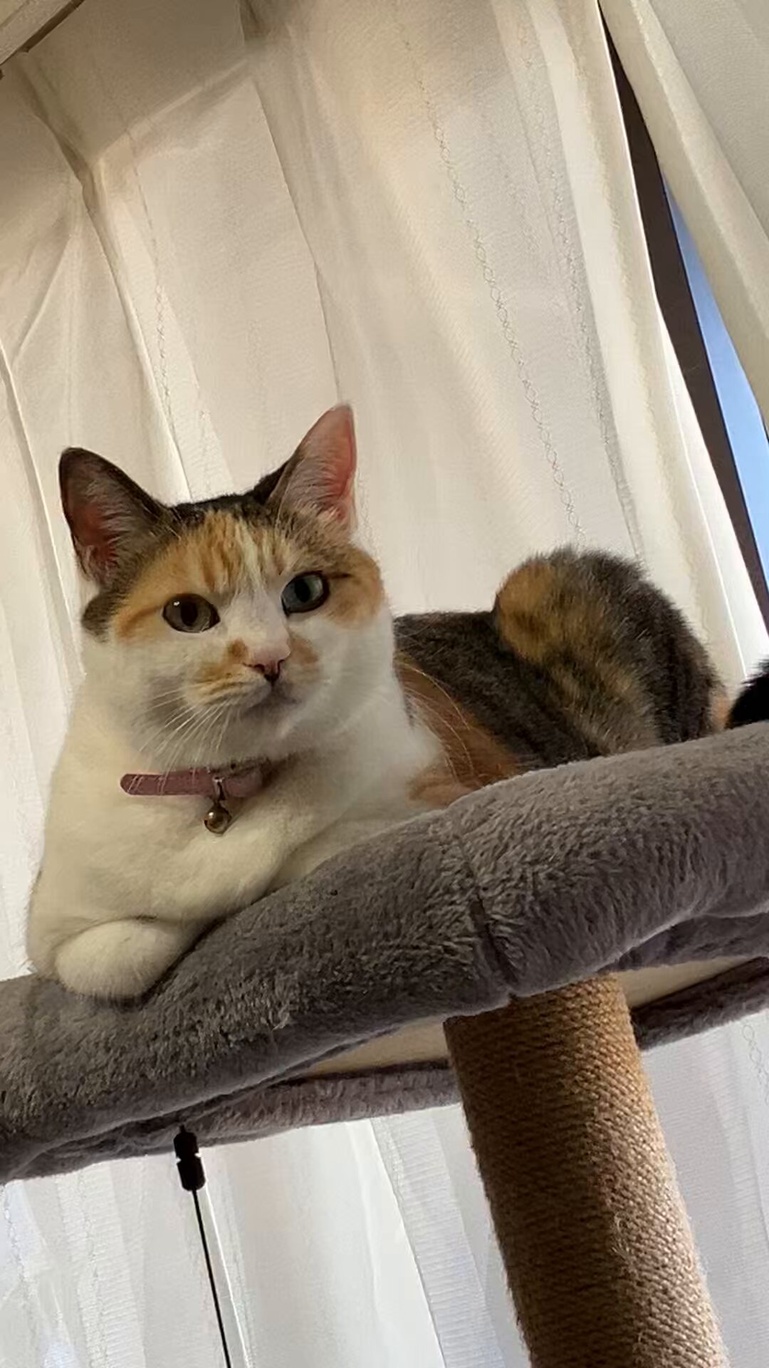 あやしいネコA あじゃちゃんと猫🦭🐈 on X: 