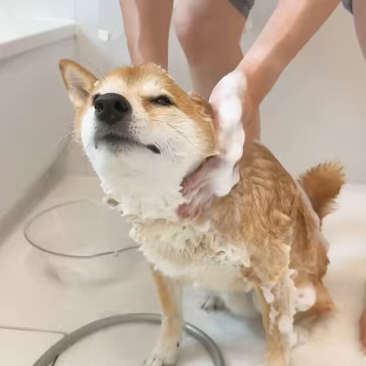 りんごいぬ iDog＆iCat本店】iDog りんごボール 鈴入り アイドッグ-犬猫