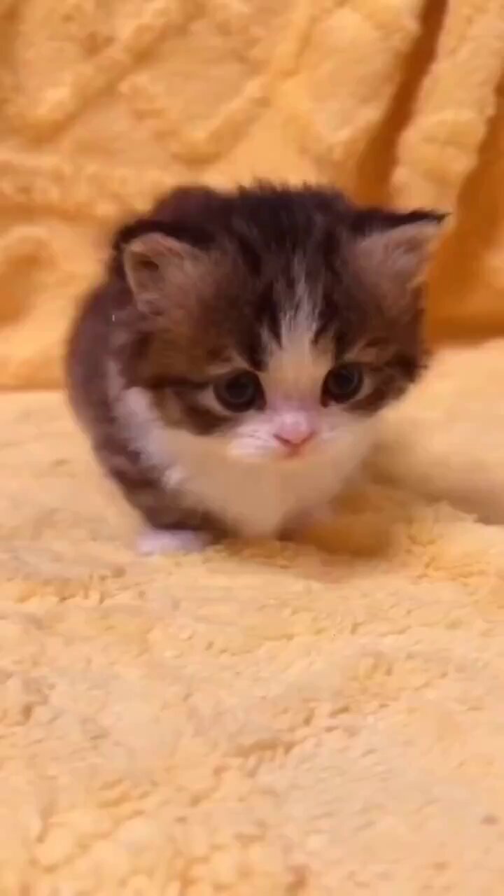 【猫ねこ✨】 こねこ図鑑 on X: 