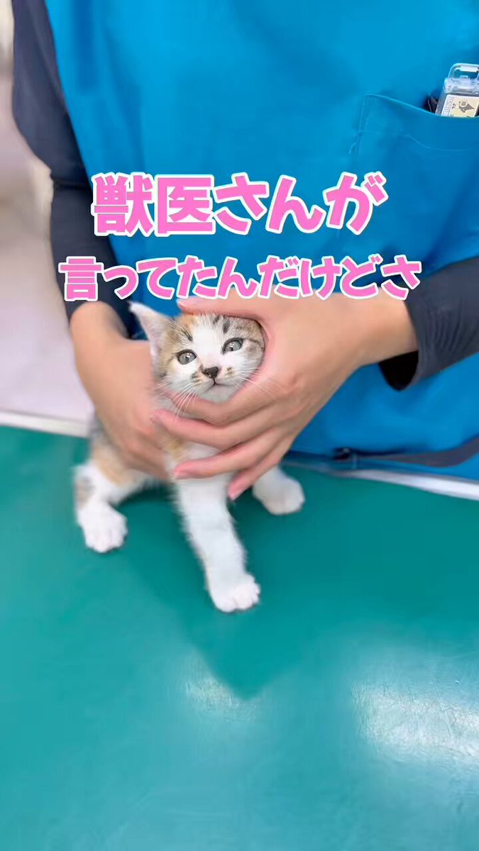 ryoさん専用 Amazon.co.jp: 【旭精器製作所】 ホンダ ダンク AF78/タクト