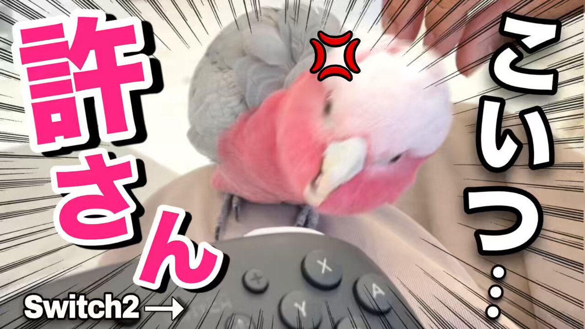 𓅫インコと暮らすあんず 𓅫𓅫 ⁎⁎ (@anz_omomiri) / X