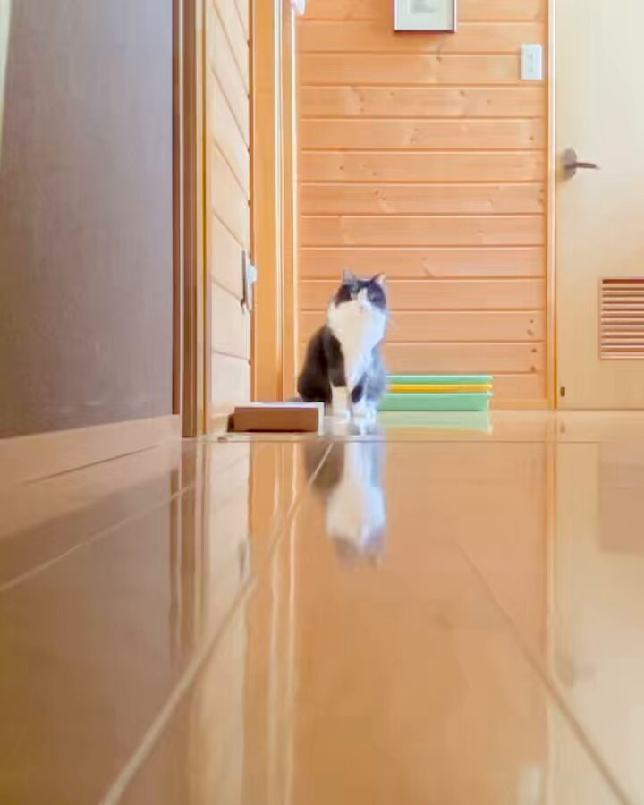 ねこぼ たぬを on X: 