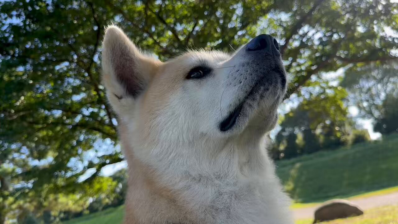 秋田犬 純: Akita Inu Jun (@AkitaInuJun1) / X