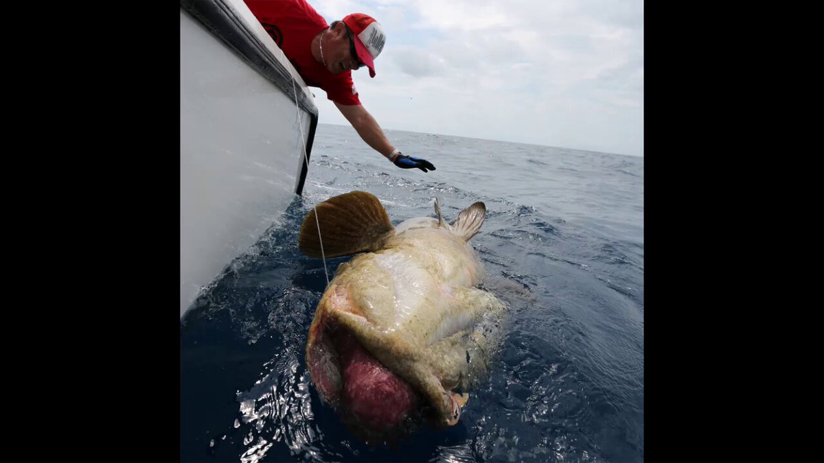 茂木陽一 世界を釣る　初版 キャッチアンドリリースは違法ではありません。 他魚種狙いと