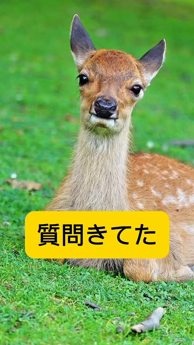 A deer / 鹿 鹿達の日常 【nara deer channel】 on X: 