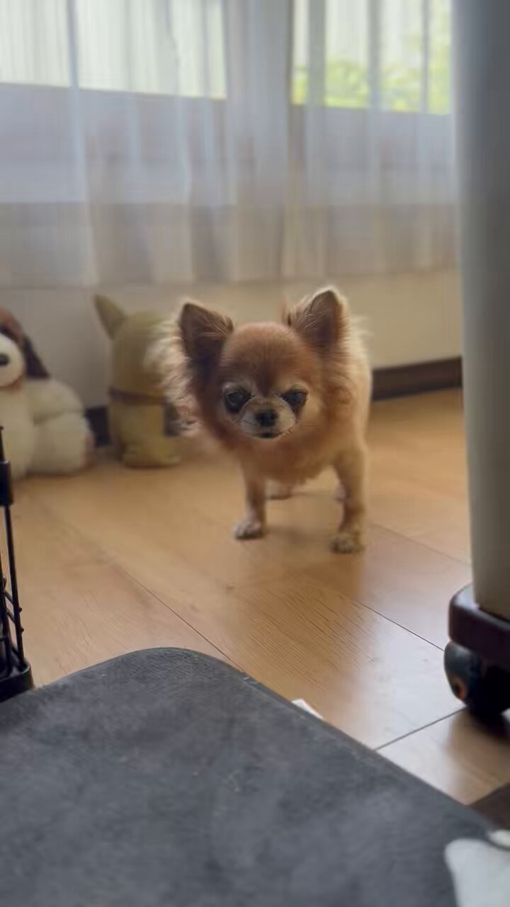 チワワのセナくん🐾 on X: 