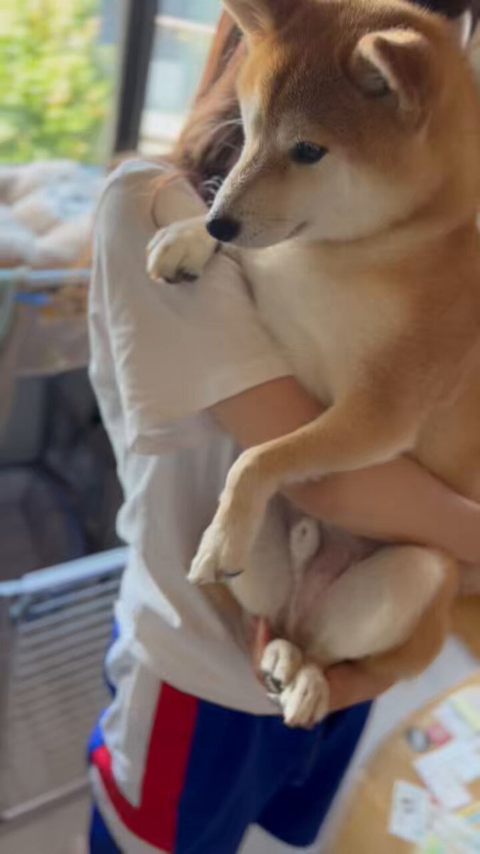 yqyさん　成犬 成犬のチワワ(ロングコート)を探す｜ブリーダーナビ