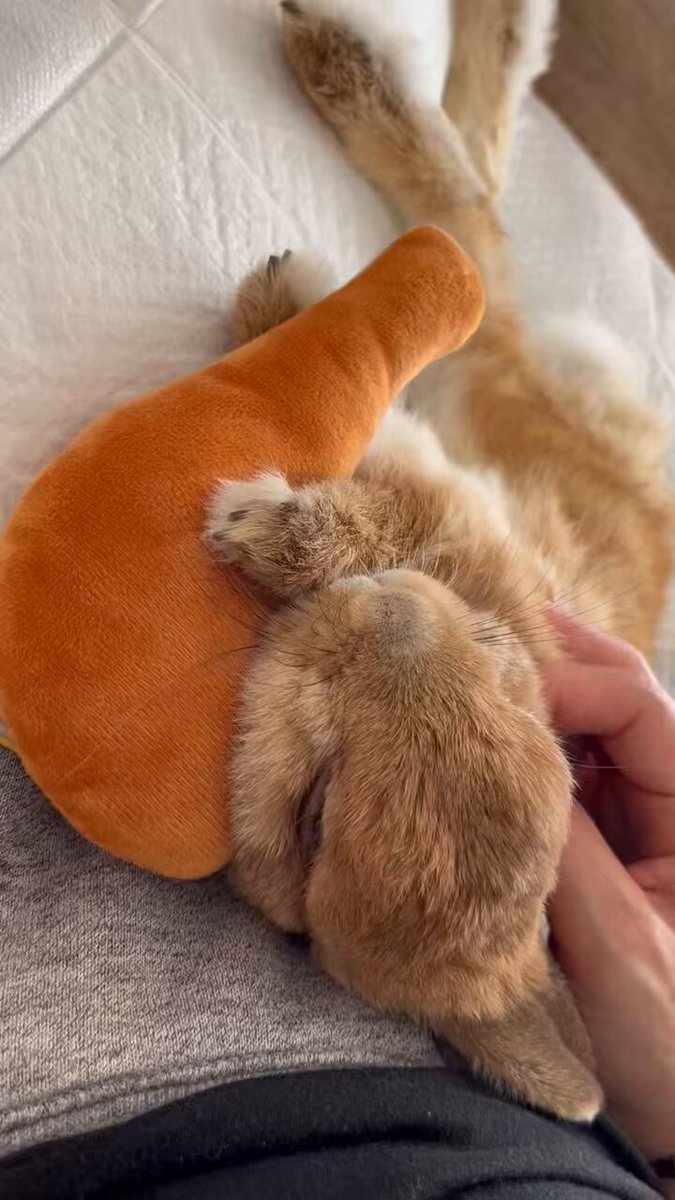 ちびた GqGqddEbUAEVvYB.jpg