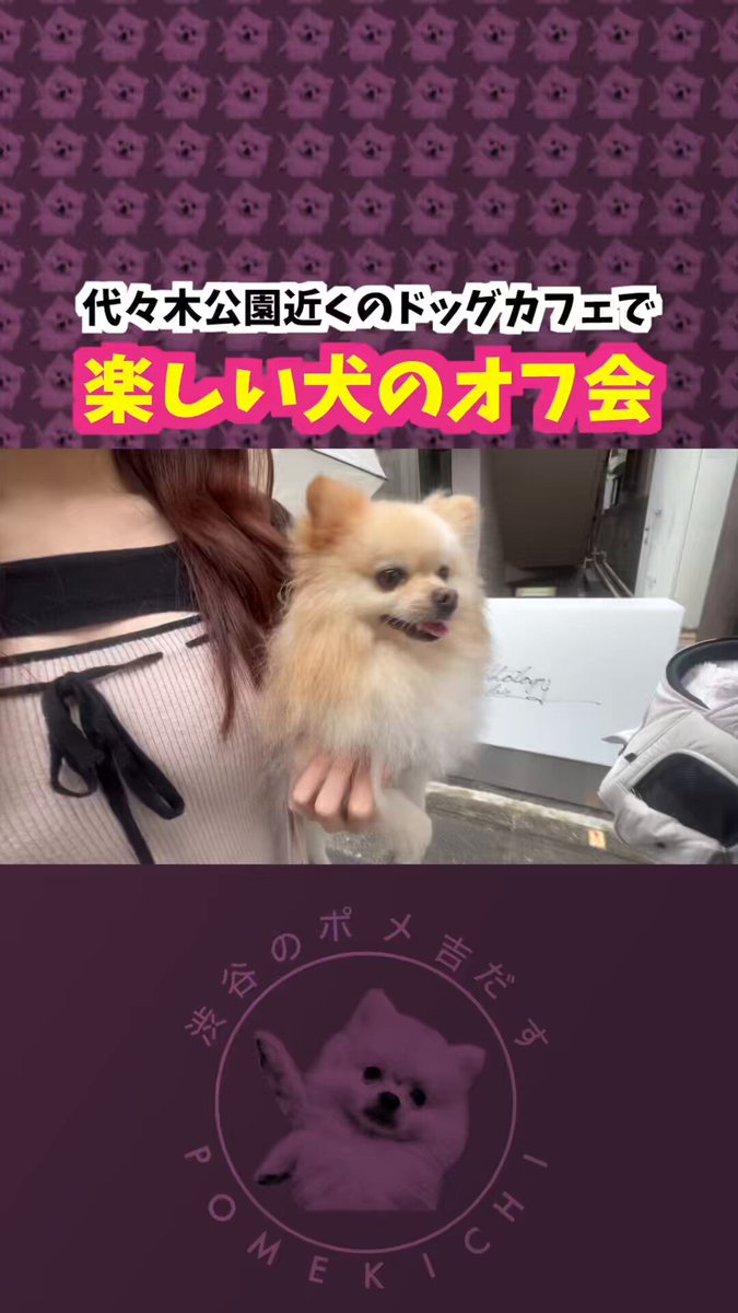 ポメ吉ページ 渋谷のポメ吉だす (@pomekichi0) / X