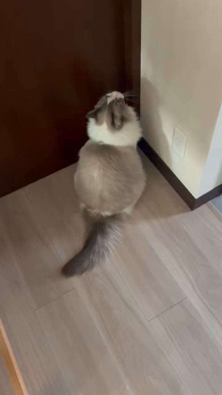 ラグドール コスプレ さくらねさく 🌸 on X: 