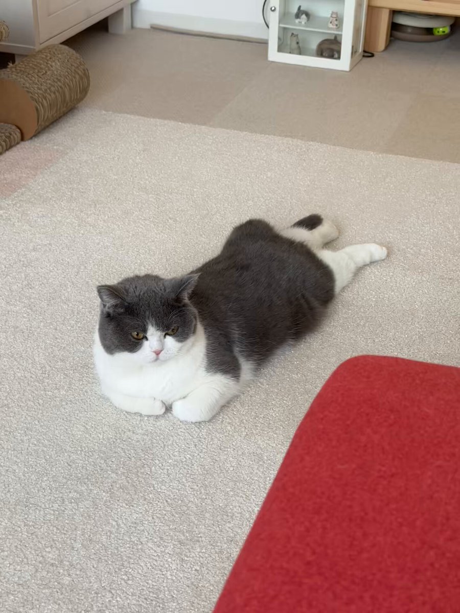 おもちねこページ50個 71vNGQWswsL._AC_SY200_QL15_.jpg