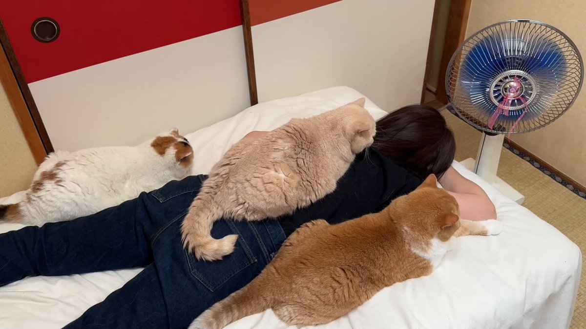 はたらきネコ 全3種セット ねこに転生したおじさん キラキラシール マンガ