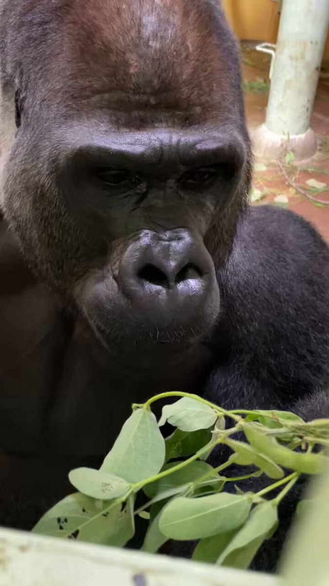 ゴリラが好きなモンキー/プロフ読んでね！ ゴリラ🦍 – търсене / X