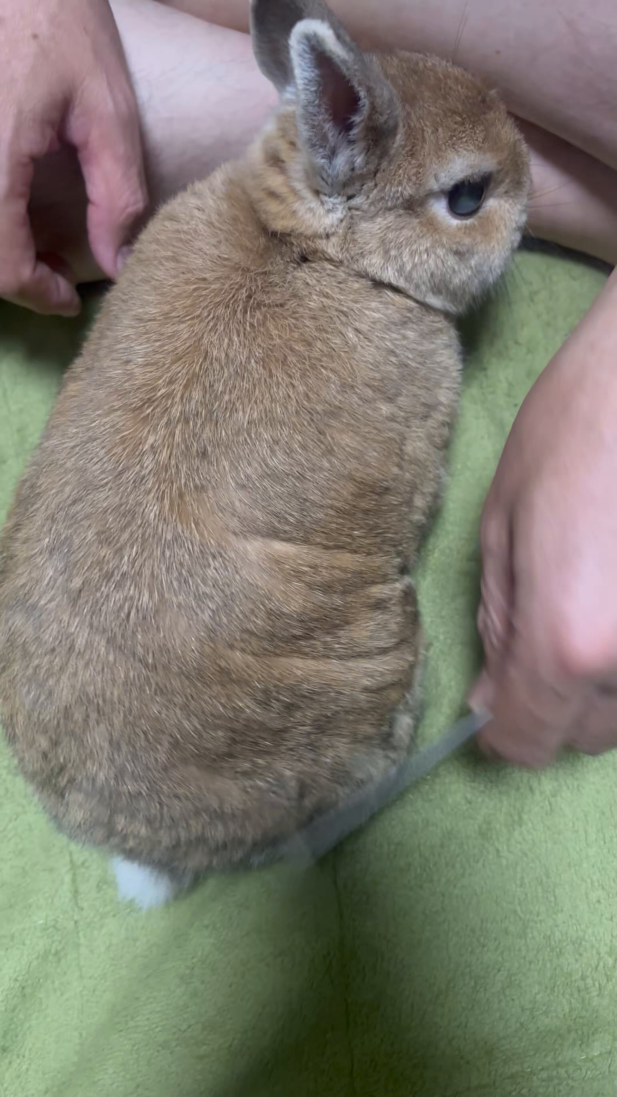うさぎのらてちゃん。 on X: 
