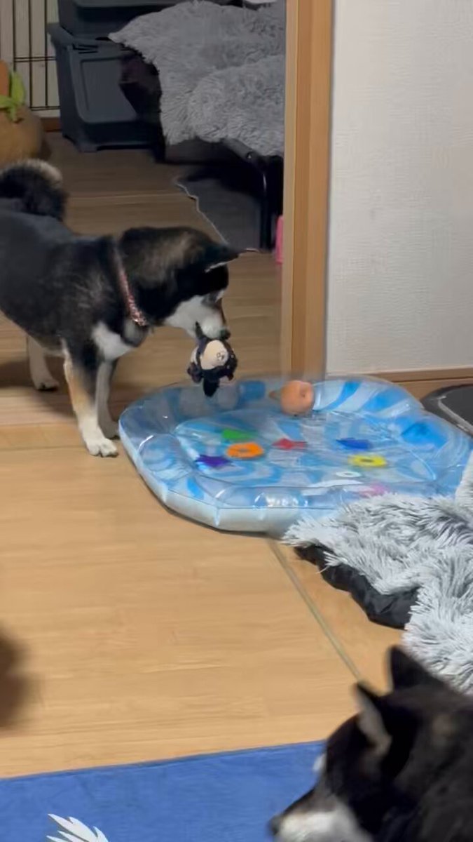 【柴】 こたろー | こっち向いてー #豆柴 #柴犬 #黒柴犬 #黒柴 #しばす