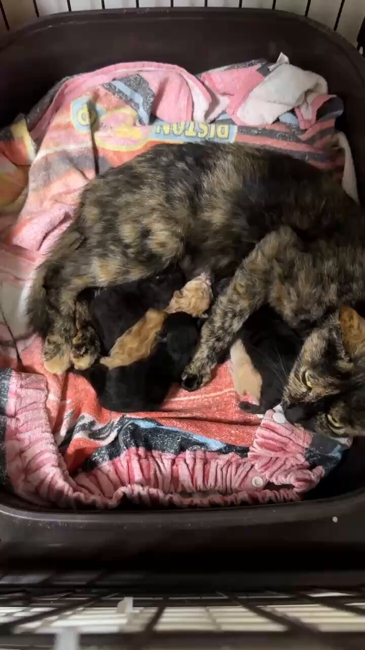 ベビベビにゃん(ΦωΦ)生後2ヶ月♡猫♡パニエ♥すずらん♡ベッド♡クッション❤️ ベビベビにゃん(ΦωΦ)生後2ヶ月♡猫♡パニエ♥すずらん♡ベッド
