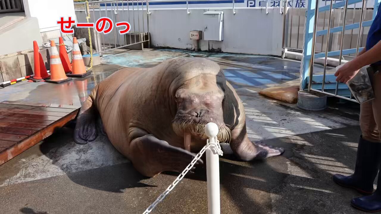 ポウちゃんです。 鳥羽水族館》セイウチ「ポウ」と 揺らせば氷がデルデル君1号