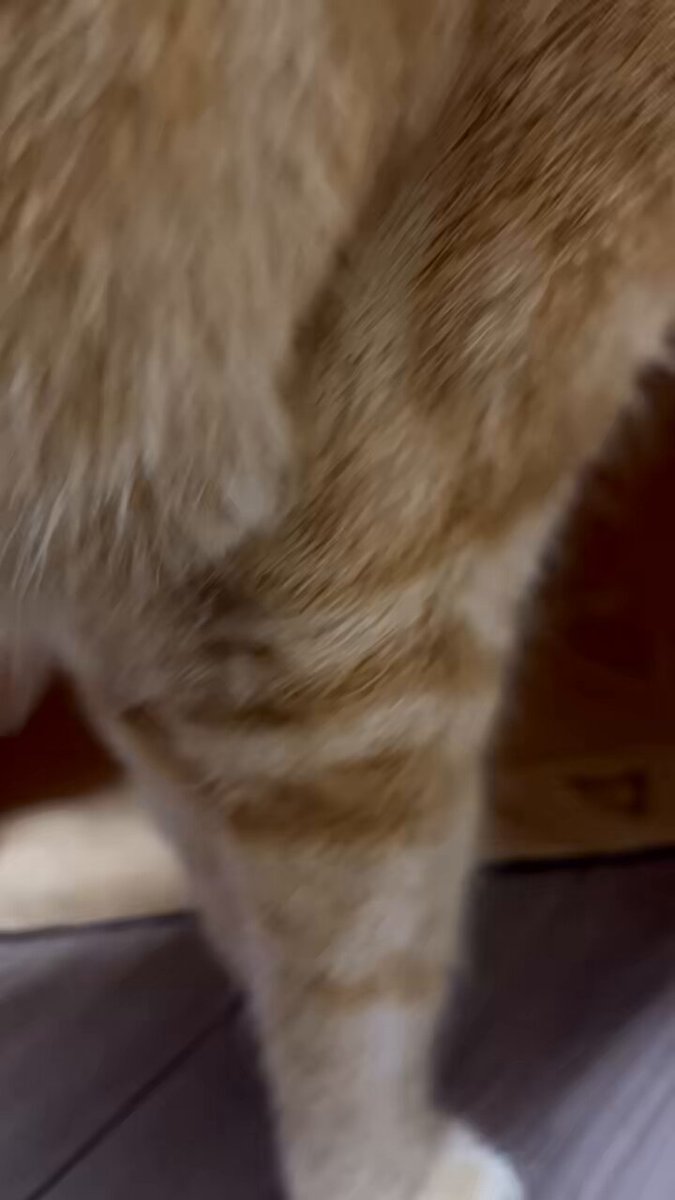 ねこまみれ 白夜ムック687 黒猫まみれ ふわもこ満タン号』のご紹介 - 株式