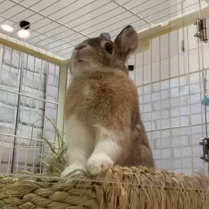 嵐 - ちびウサギさん専用 ウチのミカンちゃん【ミニウサギ】 on X: 