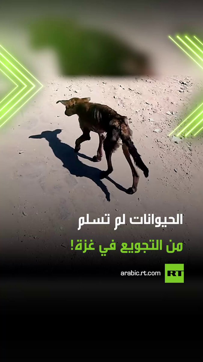 حتى الحيوان لم يسلم! في مشهد مؤلم من أحد شوارع قطاع غزة، التقط صحفي فلسطيني مشهدا لكلب يبدو عليه الهزال الشديد وآثار التجويع الذي تفرضه إسرائيل، وسط ظروف إنسانية كارثية طالت البشر والحيوانات على حد سواء. #كلب 