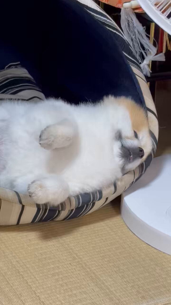 リキちゃんページ GtQlMS2bMAYbqnU.jpg