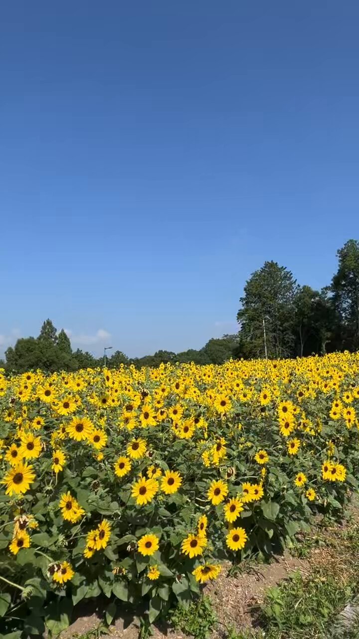 国営備北丘陵公園【公式】 on X: 