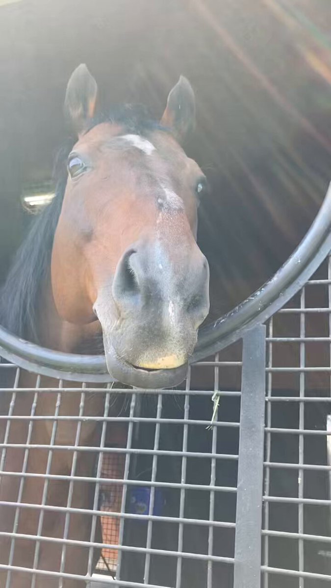 とべ!\"おちこぼれ馬\"ミルキーウェイ : 五輪へ出場した沢井選手と馬の物語 Amazon.co.jp: とべおちこぼれ馬ミルキーウェイ: 五輪へ出場した