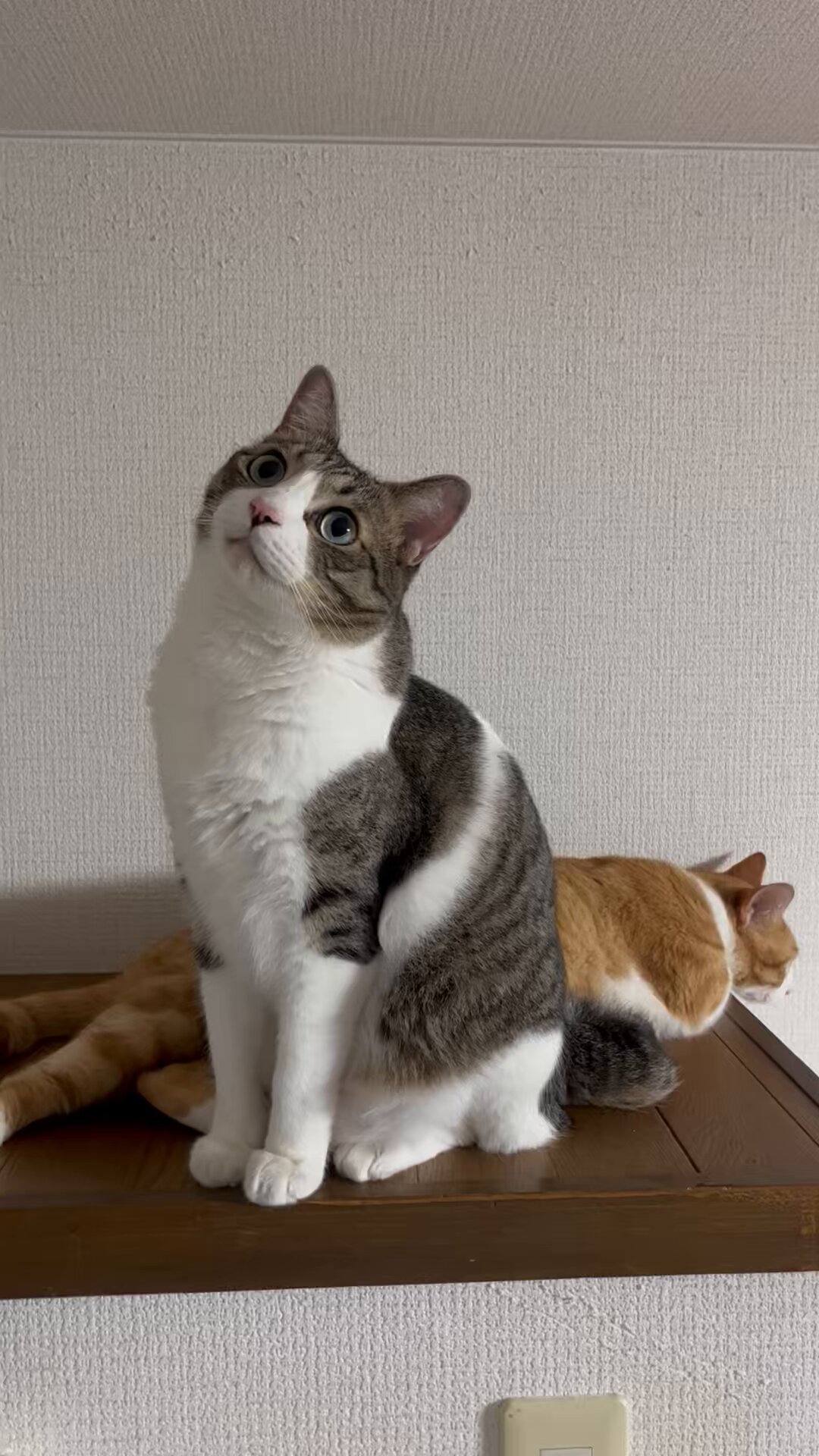 キジ白つくしちゃんときなこ🐾 on X: 
