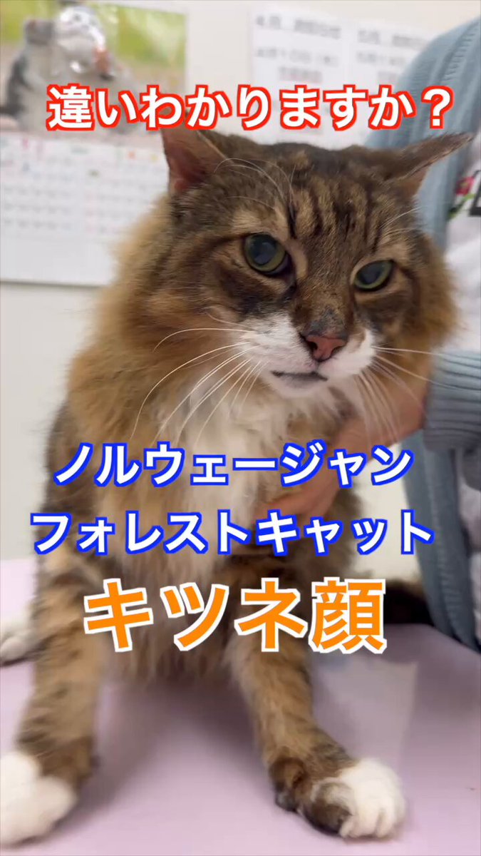 £たかこ£様　ネコちゃん 5/22より横浜高島屋さんにて山形物産展に横浜高島屋限定品作品を