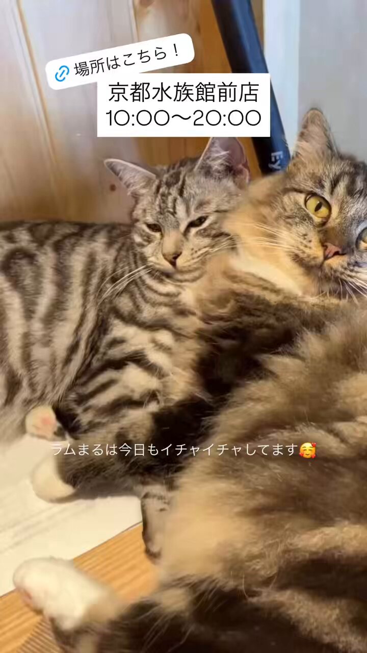 ねこ@ 尾道市立美術館 on X: 
