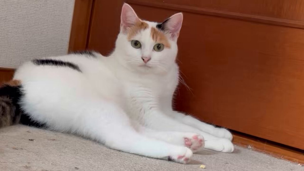 三毛猫 代表 on X: 