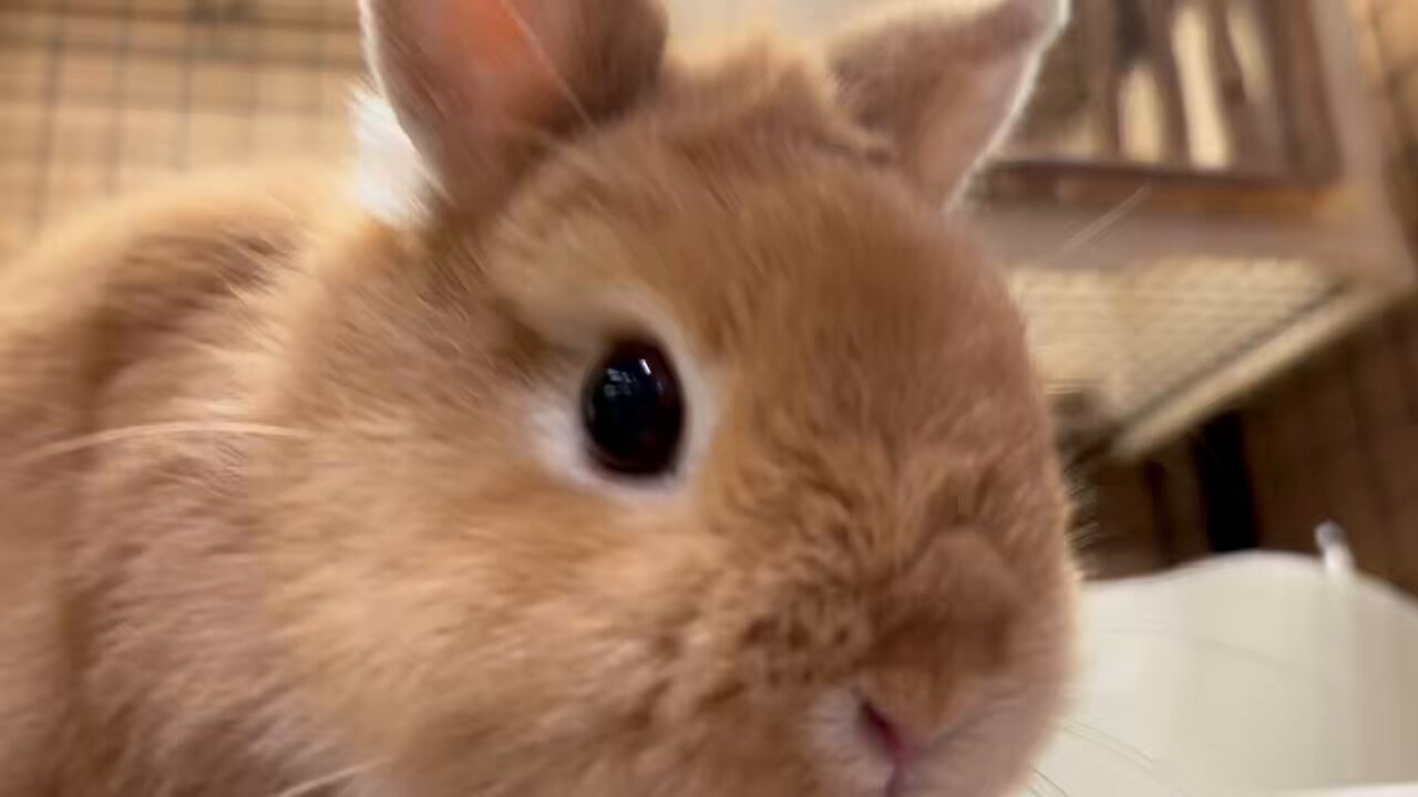 海うさぎ出品です うさぎのしっぽ洗足店 on X: 