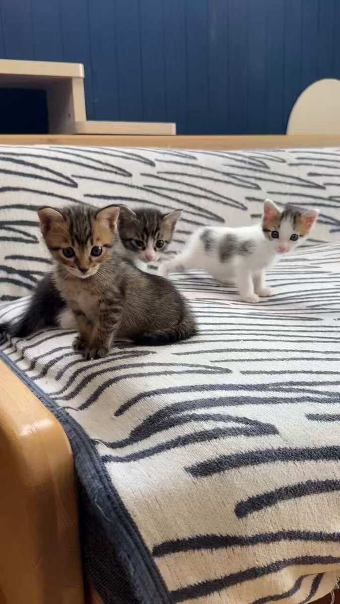 こう「見つめる先に…トイプードル」「こちらを向いて…白キジ猫」 こう様専用「見つめる先に…トイプードル」「こちらを向いて…白